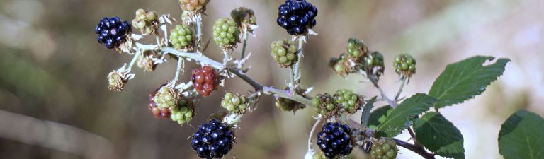 Rubus Ulmifolius O Zarzamora Caracter Sticas Y Propiedades La Abeja