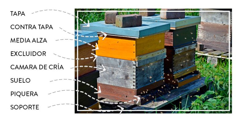 Los tipos de colmena de abejas